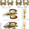 satyrium acaciae acaciae abdominalis1